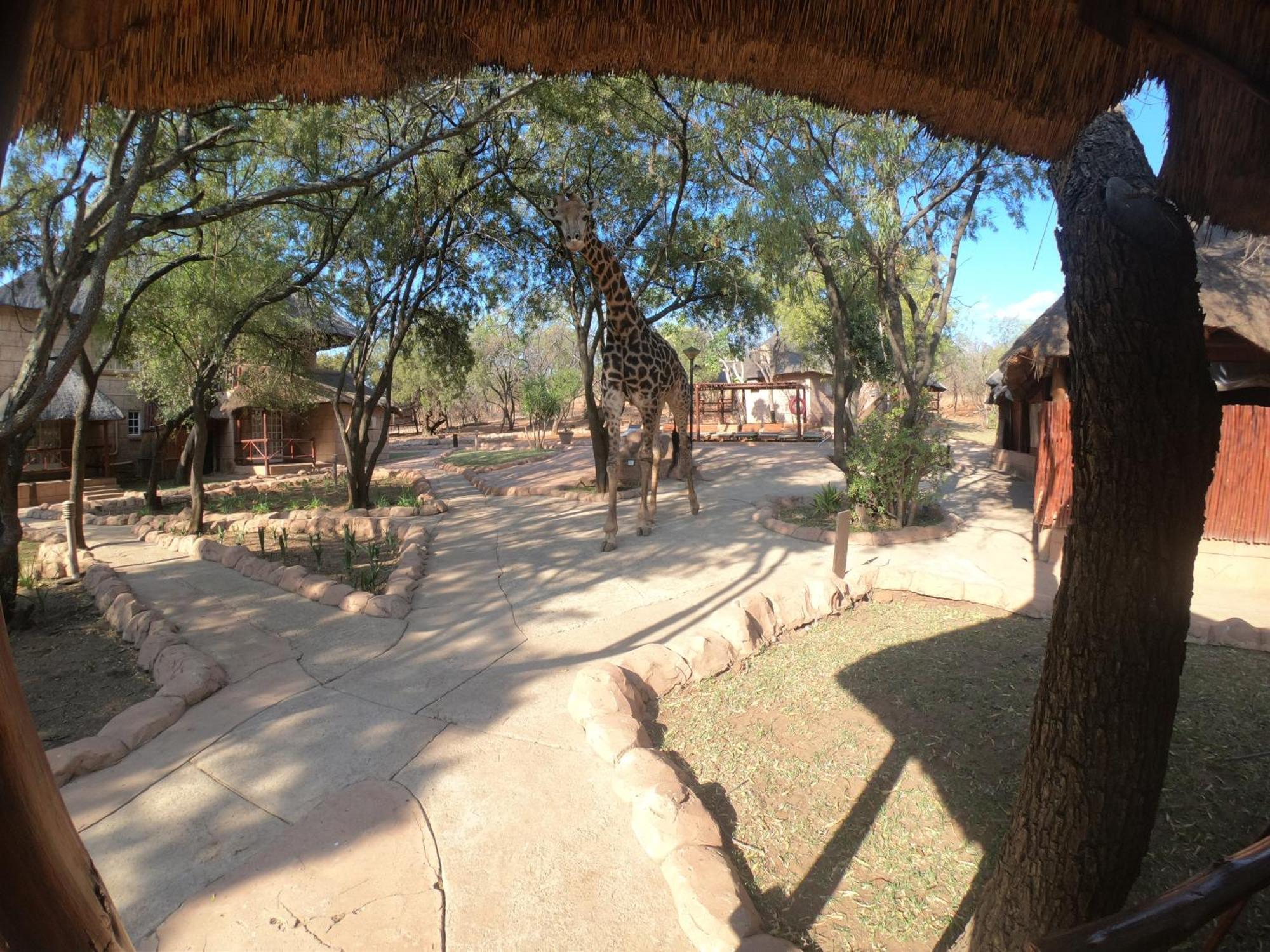 Zebra Nature Reserve カリナン 部屋 写真